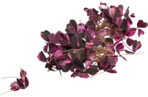 Klaverzuring roze +-- 100 st